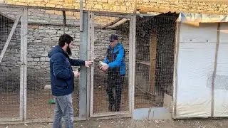 Соревнования голубей! Голуби Магомед-Саида! 