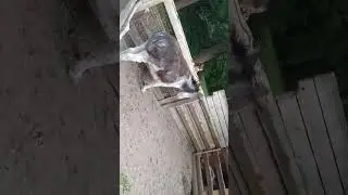 показываю ослика какой живет в цпкио