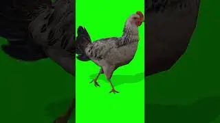 Hen green screen video 