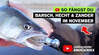 Erfolgreich BARSCH, HECHT & ZANDER Angeln im November 🤩 🎣 🔥