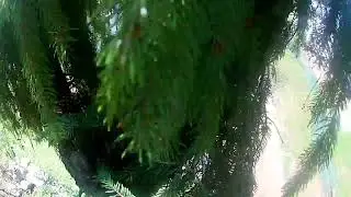 Арбористика! Спилил очередные елки!