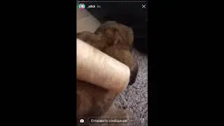 У ЭЛЛИ ДИ НОВЫЙ ПИТОМЕЦ ❤️ | ИНСТАГРАМ ИСТРИИ ЭЛЛИ ДИ