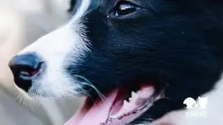 Оскар ищет дом