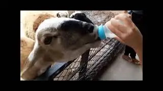 Tommy feeding goat