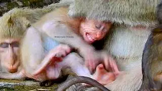 Baby monkey is stubborn to get milk but mother extremely denied as she doesn`t like baby`s problem.