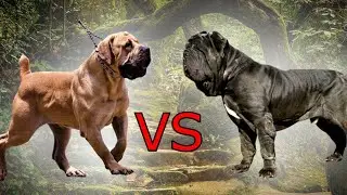 [Qual o melhor cão de guarda??] Mastim Napolitano VS Boerboel