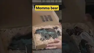 🐻 