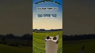 Телеграм чат be like: 