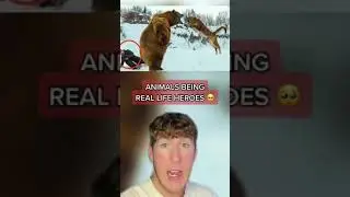 ANIMALS BEING REAL LIFE HEROES!