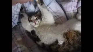 Кошка тихо спит