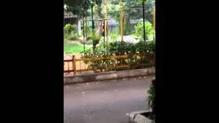 Толстячок
