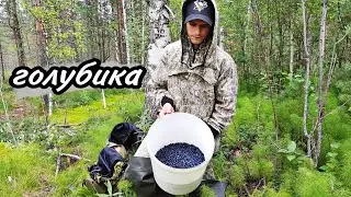 самая редкая ягода России.Голубика архангельская область. ягода севера.