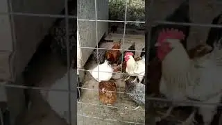VID 20200408 WA0005