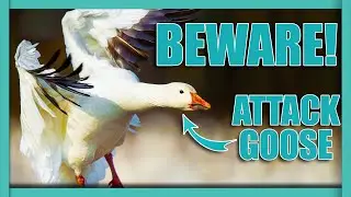 ABOUT. THE GOOSE - What Makes Geese Attack?