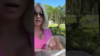 Releasing 200 baby praying mantises that hatched from an egg