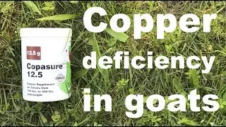 Copper deficiency in goats