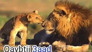 Boqortooyada libaaxa Qaybti 3aad !!