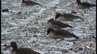 Specklebelly Goose Hunting T&T Calls Season 2011/2012 Pomorie Bulgaria