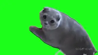 funny cat complications green screen memes 