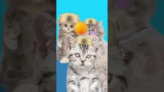We did it!! / ping pong ball song/ funny pets /funny cat animation / healing / 재미있는 고양이 애니메이션/ 힐링샵