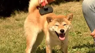 Внимание, линька!