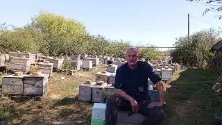 заказать пчеломаток на 2025 год