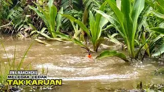 Pemancing Heran..!!! Ikan di rawa ini datang setelah gerimis