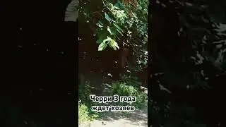 Черри. 3 года. Находится с детства в приюте 