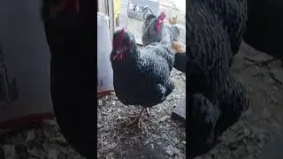Raven the Dominique #theif #chicken