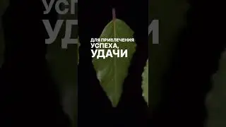 Магические свойства лавра