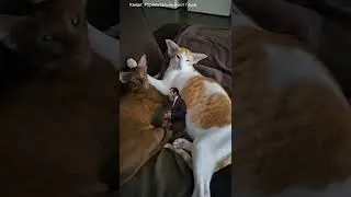 Our cats reaction to the hair dryer😸 You'll be wondered 