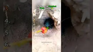 Top 7 Funniest Frog Noises Ranked!