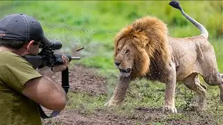 الاسد الافريقي و الصياد وجها لوجه 😱🔥👍👌 الجزء 3