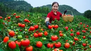 Harvesting 1000+ Juicy Red Tomatoes To Sell At Market, Fresh Tomato Salad Recipe | Han Harvesting