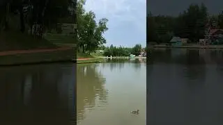 Красноухая черепаха в озере. Парк отдыха Кольцово