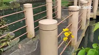 Kota Bunga Puncak Bogor eh❌.. ada kolam Koi‼️
