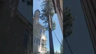Roof clearance on Lake house #mountains #tree #husqvarna #stihl #chainsaw #timber #lakearrowhead