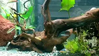 Aquarium - Biotope