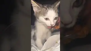 Милый котенок кушает 🐱🐱🐱
