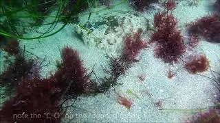 C-O Turbot