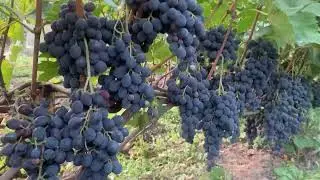 #ВиноградникЕлисеевых Мускат днестровский и Мускат Ольвия