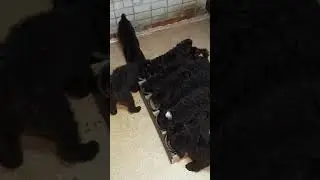 Щенки Большого Королевского пуделя. 3 месяца. Литера -Х-.