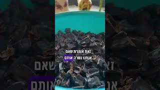 הכנת דבש חרובים טבעי ביתי