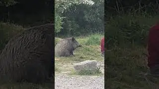 Unexpected Appearances of Animals Where They Were Not Expected at All 