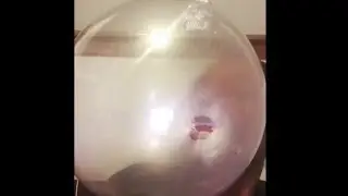Blowing Bubble Gum Bubbles #425