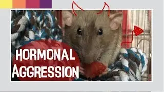 My Rat Bit Me | Hormonal Aggression | Rat Diary