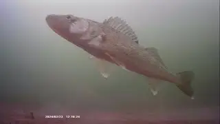 7 minutes/4 camera angles to catch a walleye.
