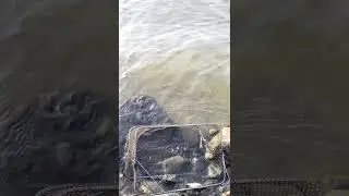 Mancing Baby Nila di Bendungan Bendo Ponorogo