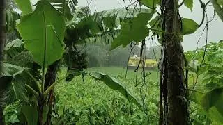 Real Heavy Thunderstorm for Sleeping & Relaxing | Thunder & Rain Ambience - Sounds for Sleep, Relax
