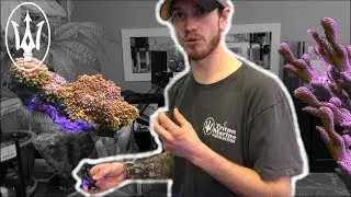 Coral Glue vs Epoxy: Use Them the Right Way!